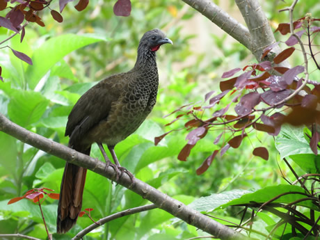 La guacharaca colombiana (Ortalis columbiana) es una de las especies de aves que hay en la zona. Foto: cortesía Diana Cardona.
