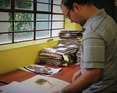 Jorge Vélez es botánico y lleva siete años al frente del Herbario Gabriel Gutiérrez Villegas (Medel).