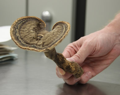 Alrededor de ocho mil ejemplares de hongos conforman el Museo Micológico de la U.N. Sede Medellín.