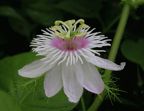 Passiflora foetida. Foto tomada de: https://upload.wikimedia.org/wikipedia/commons/d/d6/Passiflora_foetidacloseup.jpg