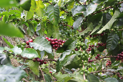 Las plantas de café necesitan minerales y nutrientes durante su crecientito y desarrollo.