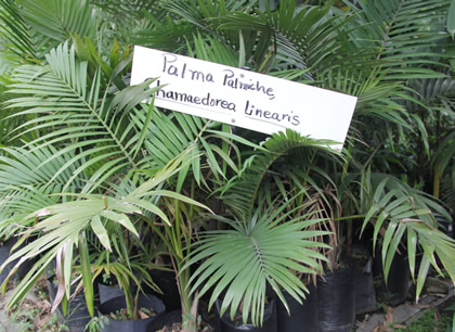 Alrededor de 15 variedades de palma se están reproduciendo artificialmente.