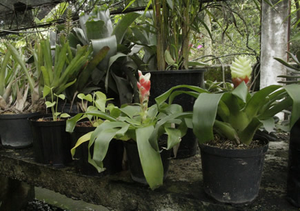 El Laboratorio también reproduce especies arbóreas y plantas ornamentales que se venden en el vivero de la U.N. Sede Medellín.