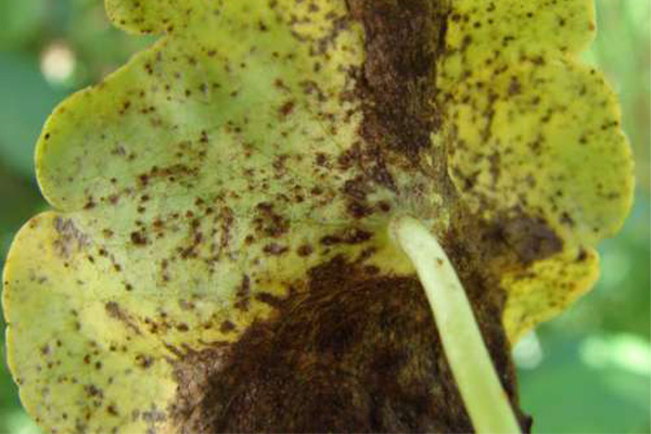 Síntomas en una planta del hongo Puccinia hydrocotyle. Foto: cortesía Museo Micológico. Foto: cortesía Museo Micológico.