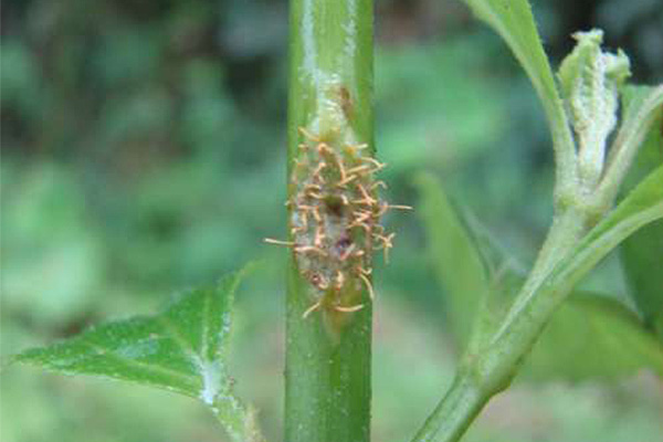 Síntomas en una planta del Cionothrix praelonga. Foto: cortesía Museo Micológico.