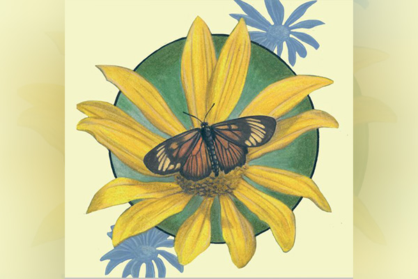 El libro también incluye algunas ilustraciones y dibujos sobre ciclo de vida y montaje para conservar las mariposas. Imagen: Reproducción.
