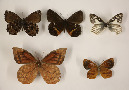 De las mariposas las más conocidas son las diurnas.