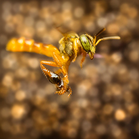Tetragonisca angostula - Fotografía por Gustavo Espinel | Estudiante U.N.