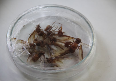 Una hormiga hembra pone -en promedio- un millón de huevos por mes y la reina pueden vivir hasta 22 años.