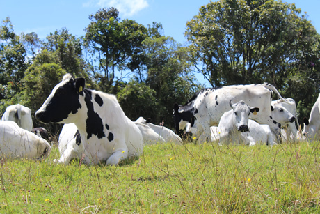 Gracias a la implementación de sistemas silvopastoriles la ganadería en Antioquia es más competitiva.