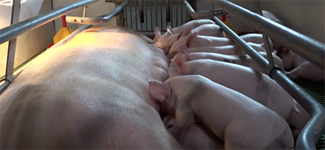 Los cerdos producidos en Antioquia son libres de peste porcina clásica sin vacunación.
