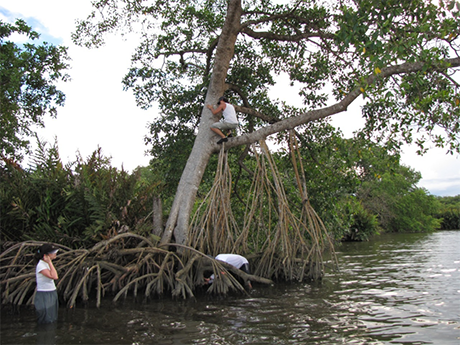 Investigadores de la UNAL Medellín han estudiado los manglares desde una perspectiva interdisciplinar. Foto: cortesía Ligia Estela Urrego Giraldo.