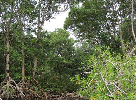 En  el Caribe colombiano hay gran variedad de ambientes para los manglares. Foto: cortesía Ligia Estela Urrego Giraldo.