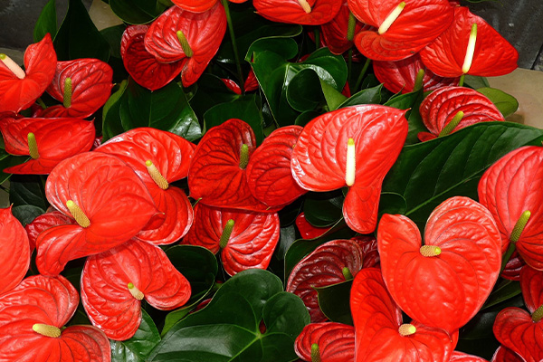 El acebo cuenta con bayas de color rojo intenso que, aunque son nocivas para las personas está asociada a la buena fortuna. Foto: tomada de Pixabay.