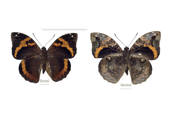 Opsiphanes cassina, mariposa grande que se extiende de México a Perú, el sur de Brasil y norte de Argentina. En Colombia, al norte de las tres cordilleras. Foto: Reproducción.