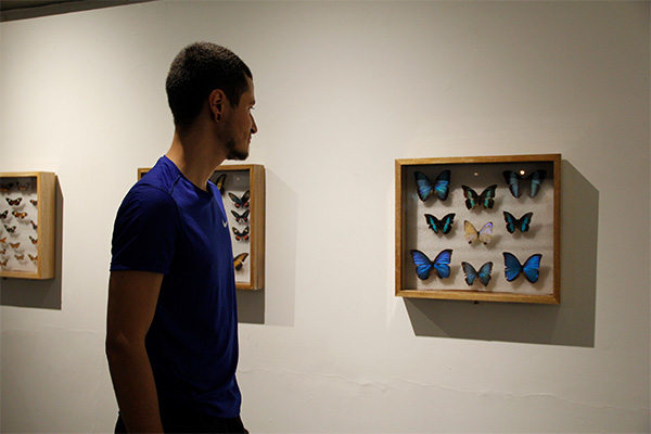 Otro de los elementos importantes para el estudiante Santiago Arango fue la vitrina donde se puede observar la mariposa Morpho sulkowskyi que da brillos color lila. Foto: Unimedios.