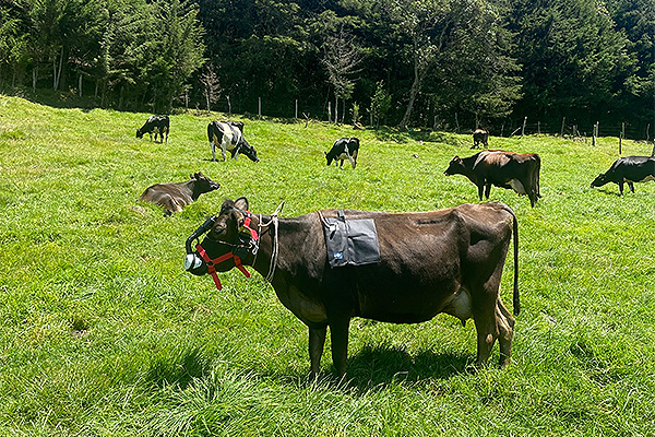 Las dietas equilibradas y la selección genética son algunas de las propuestas de la ONU para reducir emisiones de metano por bovinos. Foto: cortesía.