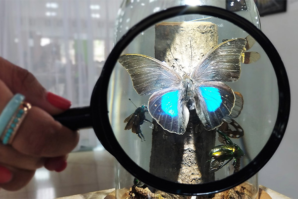 Los espectadores pueden interactuar con elementos como luces y lupas para observar mejores detalles de algunas mariposas y cucarrones. Foto: Unimedios.