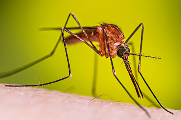 Los mosquitos Anopheles son los principales vectores de malaria. Foto tomada de cdc.gov