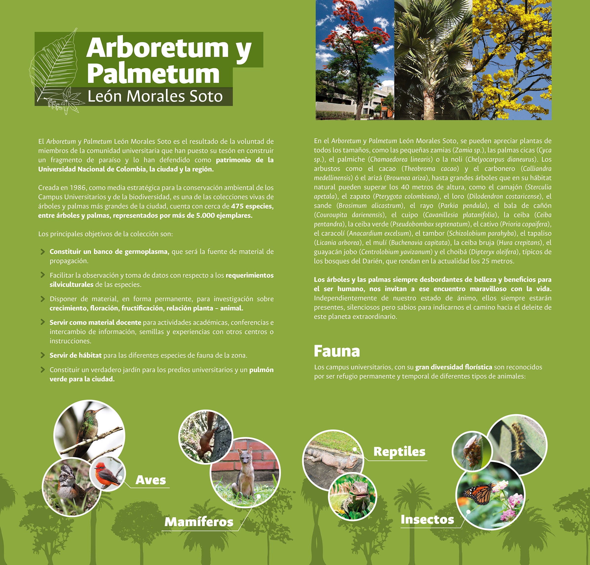 arboretum y palmetum