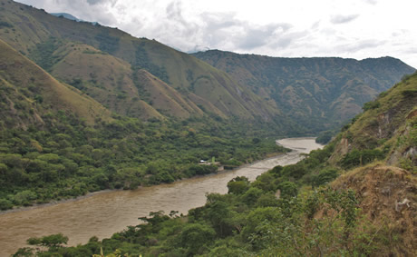 En Antioquia el bosque seco tropical está distribuido en el cañón del río Cauca.