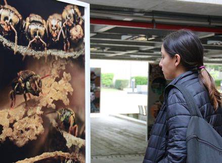 La exposición tenía como propósito sensibilizar a la comunidad universitaria sobre la importancia de las abejas.