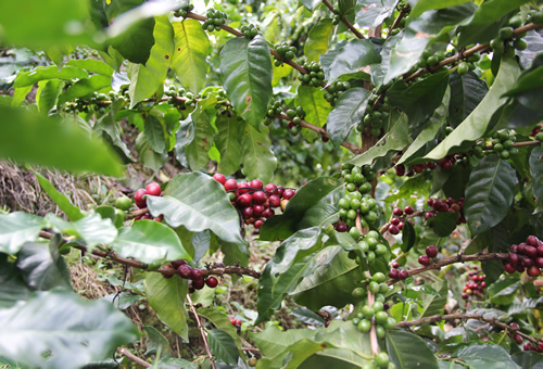 El proyecto Antioquia: Origen de cafés especiales unió a la Universidad Nacional de Colombia Sede Medellín y a la Gobernación de Antioquia.