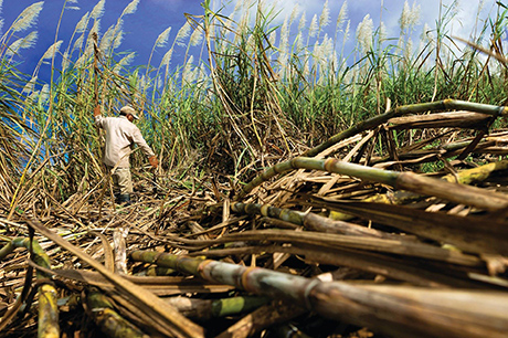 Entre las declaraciones, aseguraban que el “matazorros” era usado entre las plantaciones de caña de azúcar, para evitar que estos animales las consumieran. Foto: Pixabay