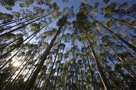 Los bosques plantados como proyectos sostenibles. Foto: cortesía profesor Guillermo Vásquez Velásquez.