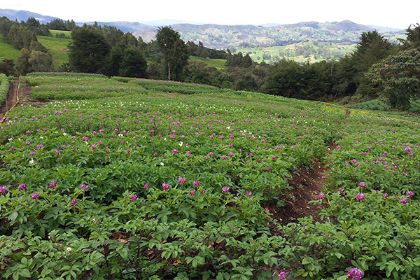 Cultivos de las variedades Paola (de flores blancas) y Violeta (de flores moradas) se establecieron en varios sitios de Antioquia y Cundinamarca. Foto: cortesía José Miguel Cotes Torres.