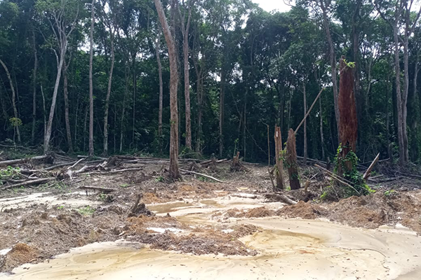 Zona degrada por actividades antrópicas en la selva gabonesa. Foto cortesía de Juan Carlos Loaiza Úsuga.