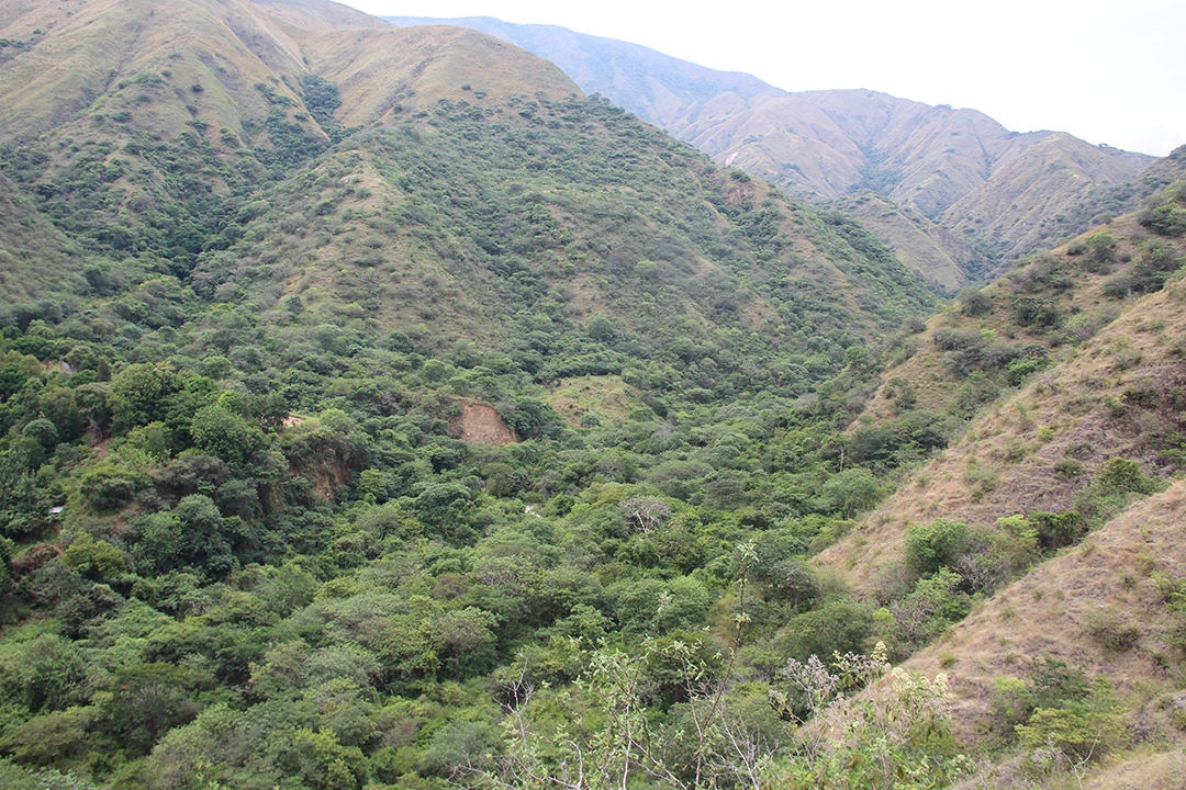 Bosque tropical seco