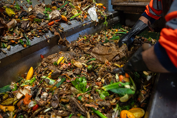 La materia orgánica es fuente de energía desde su origen, es decir desde que sirve como alimento. Foto Antoine Boureau de AFP.