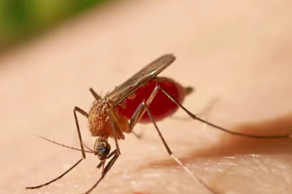 El espacio académico reunió a científicos que investigan arbovirus, virus que se transmite a los seres humanos por picaduras de mosquitos. Foto tomada de paho.org