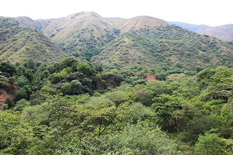 Las condiciones para restaurar bosque seco tropical son difíciles por la baja precipitación.
